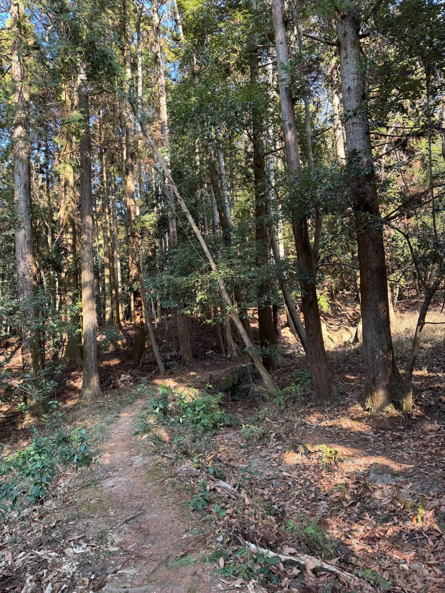 立春にお詣りに。